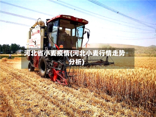 河北省小麦疫情(河北小麦行情走势分析)-第3张图片