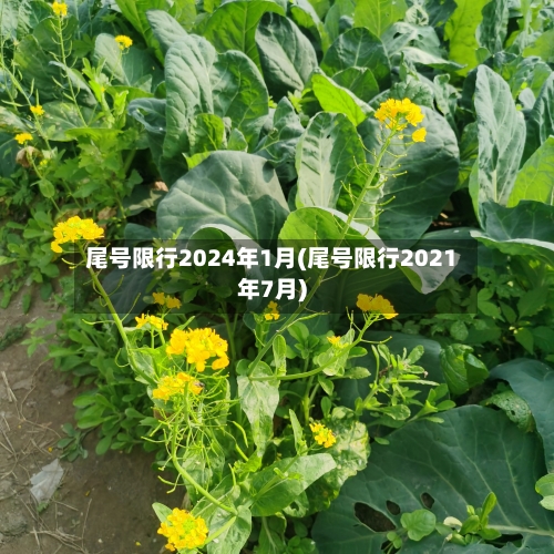 尾号限行2024年1月(尾号限行2021年7月)-第2张图片
